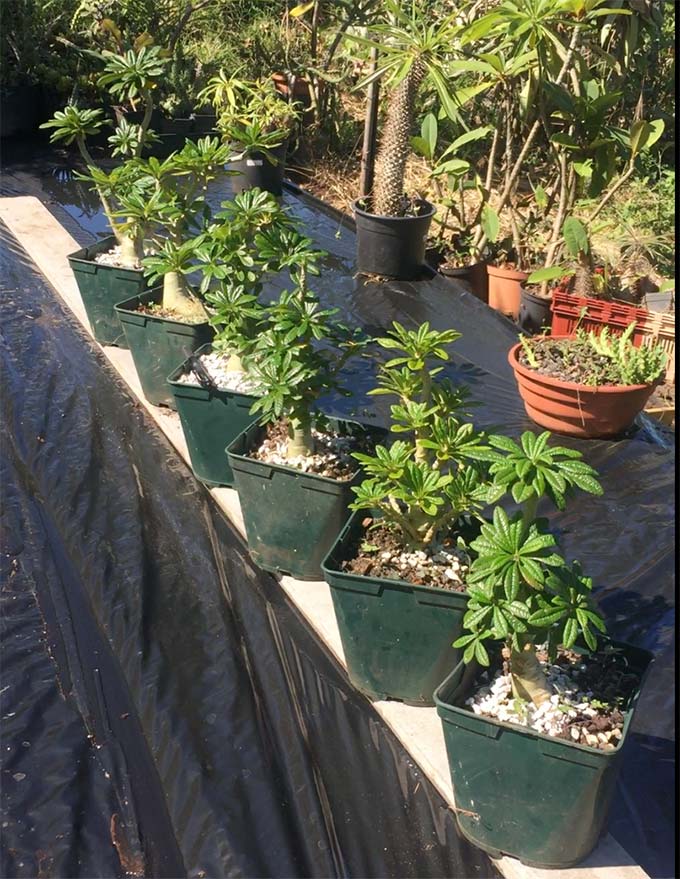Dorstenia gigas Selection SDA