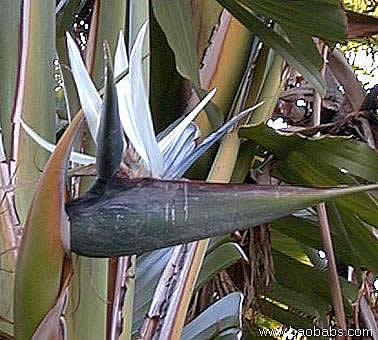 Strelitzia nicola