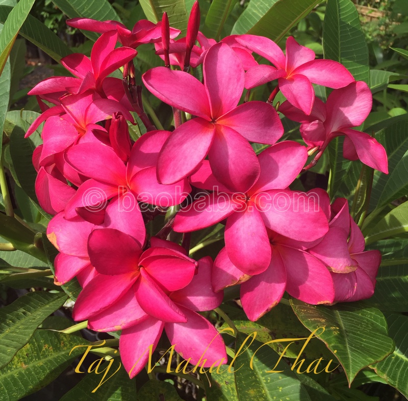 Plumeria rubra TAJ MAHAL THAI