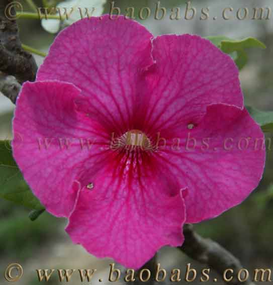 Uncarina stellulifera