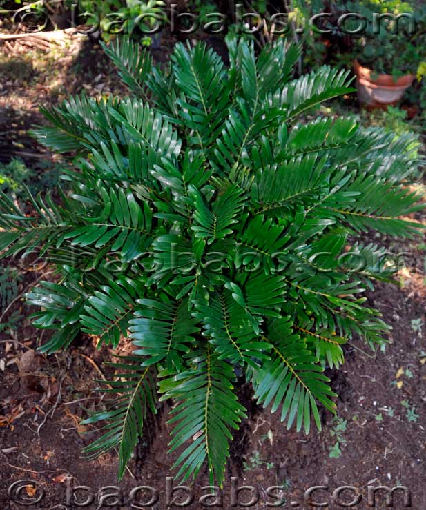Zamia floridana