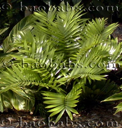 Zamia loddigesii