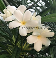 Plumeria alba