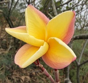 Plumeria rubra VERA CRUZ ROSE aka B*VERA CRUZ ROSE
