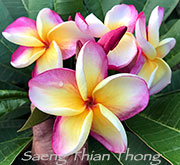 Plumeria rubra SAENG THIAN THONG aka SAENG TIAN TONG, BOK RAINBOW, #4806