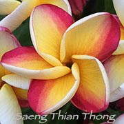 Plumeria rubra SAENG THIAN THONG aka SAENG TIAN TONG, BOK RAINBOW, #4806