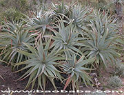 Aloe arborescens