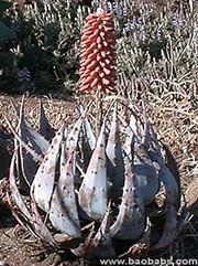 Aloe peglerae