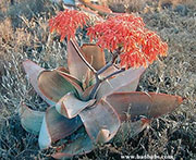 Aloe striata