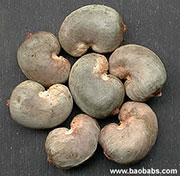 Anacardium occidentale