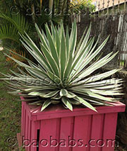 Agave angustifolia marginata