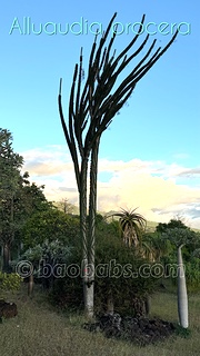 Alluaudia procera