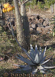 Aloe capitata var.capitata