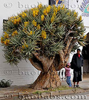 Aloe dichotoma