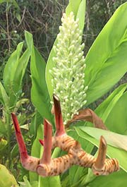 Alpinia galanga