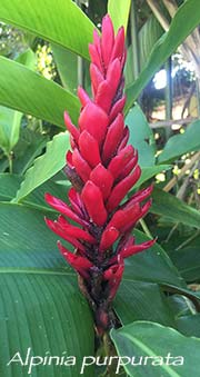 Alpinia purpurata