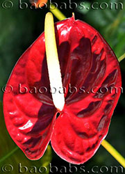 Anthurium LIPSTICK