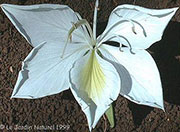 Bauhinia variegata candida