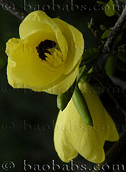 Bauhinia tomentosa