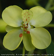 Caesalpinia decapetala