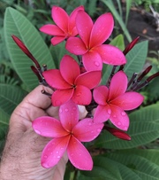 Plumeria rubra CERISE