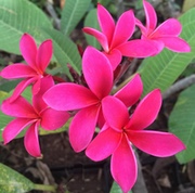 Plumeria rubra CERISE aka X*ABBEY, BANYO CERISE, FIREDANCER, HOT MAGENTA, HOT PINK, LA VENDINIMA CERISE, MIKAEL 