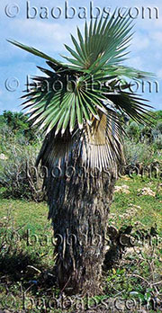 Coccothrinax borhidiana