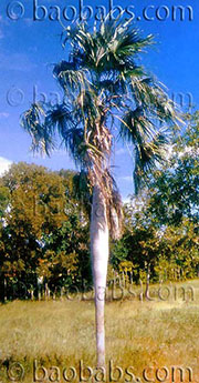 Coccothrinax fragrans