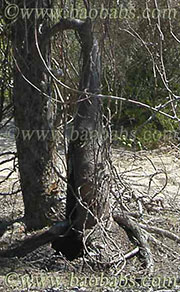 Cyphostemma elephantopus