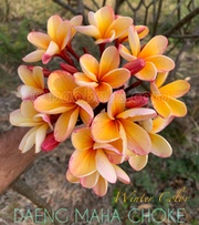 Plumeria rubra DAENG MAHA CHOKE aka BANGKOK FIRE , ORANGE HYBRID, P-33, PETRA
