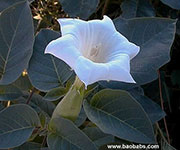 Datura stramonium