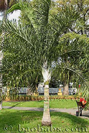 Dypsis madagascariensis