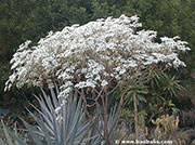 Euphorbia leucocephala