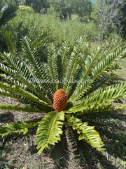 Encephalartos ferox