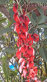 Erythrina crista galli