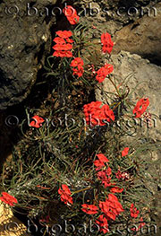 Euphorbia gottlebei