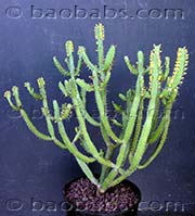 Euphorbia inarticulata
