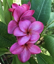 Plumeria rubra GROVE FARM