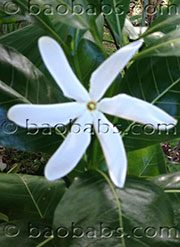 Gardenia tahitensis