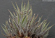 Haworthia attenuata