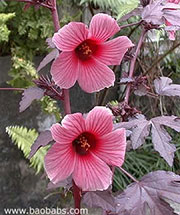 Hibiscus acetosela