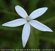 Hippobroma longiflora