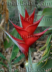 Heliconia caribaea