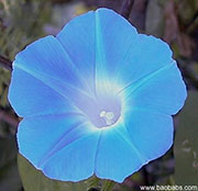 Ipomoea indica