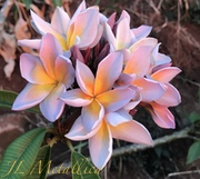 Plumeria rubra JL METALLICA