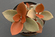 Kalanchoe orgyalis