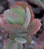 Kalanchoe sp_ Rosea