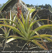 Lomatophylum macrum