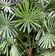 Licuala peltata var.peltata