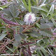 Mimosa pudica